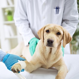 מחלת בעלי חיים העוברת לבני אדם - zoonosis