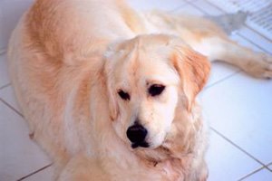 רפואה משלימה לבעלי חיים 