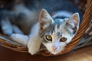 אסתמה ואלרגיה לבעלי חיים (אילוסטרציה)