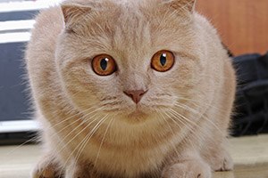 מעבר דירה עם חיית מחמד (אילוסטרציה)