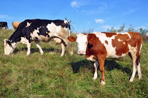 מזון בעלי חיים (אילוסטרציה)