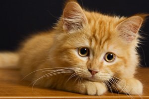 אלרגיה בכלבים וחתולים (אילוסטרציה)