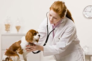 אלרגיה אצל חיות מחמד