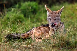 תן. אילוסטרציה: שאטרסטוק