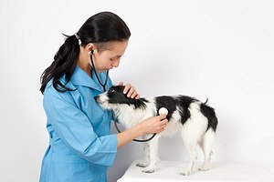  כלב: הטיפול בחברכם הטוב ביותר