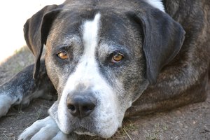 גם לכלבים מגיע בית אבות