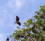 עטלף מעופף קורונה