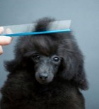 נשירת פרווה אצל כלבים - תמונת אווירה