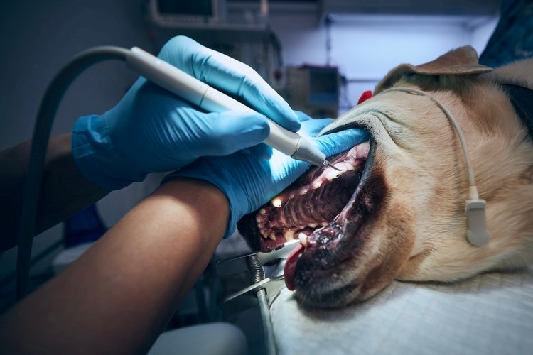 בדיקת שיניים לכלבים