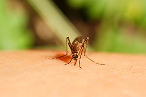 מתכנן טיול? היזהר מנגיף הזיקה-תמונה