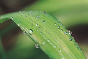 מבסוטון ודומיו - מסוכנים לשימוש-תמונה