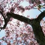 24 שעות ללא אלרגיה-תמונה