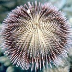 שמוליקיפוד, או: מה חדש במדע-תמונה