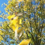 אלרגיה בדרך הטבע-תמונה