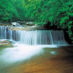 צמחי מרפא: יכולת הריפוי של האמזונס-תמונה