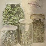 טעם החיים-תמונה