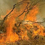 היום ל'ג בעומר...