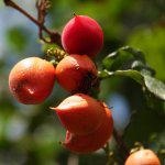 גוארנה - זריקת מרץ לספורטאים