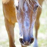 עולים על הסוס