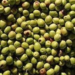 מזרח תיכון בריא-תמונה