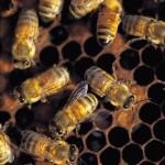 בריאות מהטבע: מוצרי מכוורת-תמונה