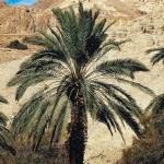 תזונה בריאה: תמר עם כל דבר