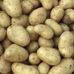 על סגולותיו של תפוח אדמה-תמונה