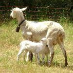 במה לבחור: חלב עיזים או פרה?-תמונה