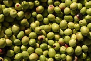 סגולותיו של שמן הזית-תמונה