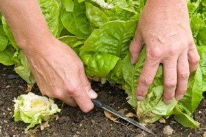תזונה: טבעי? טבעוני? אורגני?-תמונה
