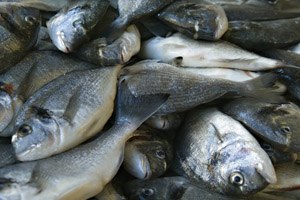 חלבונים: עשרה מיתוסים ועובדות-תמונה