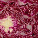 מחקר: כרוב עשוי לצמצם הסיכון לאלצהיימר-תמונה