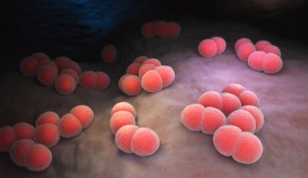 חיידק טורף - תמונת אווירה