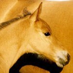 ליקוי למידה: רוץ בין סוסים-תמונה