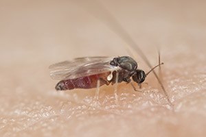 משחק מחשב יאבחן מלריה-תמונה