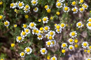 לחץ? צמחי מרפא לאיזון הסטרס-תמונה