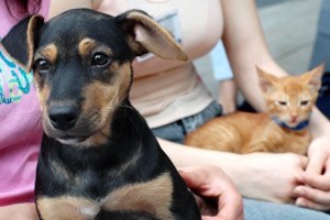 כלב בילדות מפחית סיכון לאסתמה-תמונה