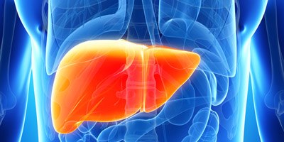 פגיעה חמורה בכבד (מאגר shutterstock)