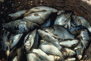 תאונת דיג: קרס נתקע באפו של רץ (אילוסטרציה)