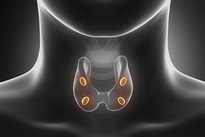 בלוטת יותרת התריס: קטנה וחשובה-תמונה