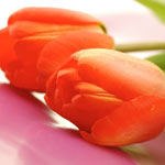 אילוסטרציה