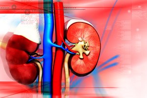 השתלות כליה. אילוסטרציה: שאטרסטוק