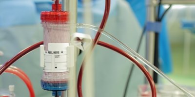 איברים מצילי חיים (ממאגר shutterstock)