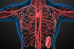 HHT (אילוסטרציה)