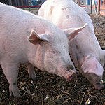 סוכרת: חזיר כשר-תמונה