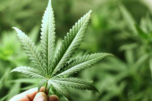 הצעה: גראס רפואי בחינם (אילוסטרציה)