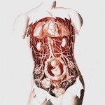 פריון בראי הרפואה הסינית-תמונה