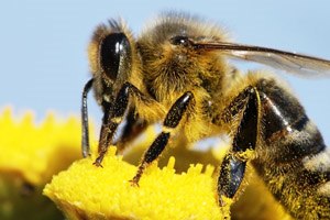 לעבור בשלום את החופש הגדול-תמונה