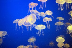 החופש הבריא: עקיצת מדוזה-תמונה