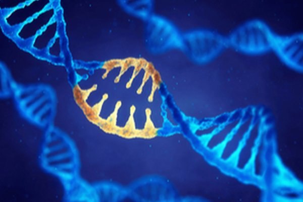 הישג: תיקון פגם גנטי בעובר אנושי-תמונה